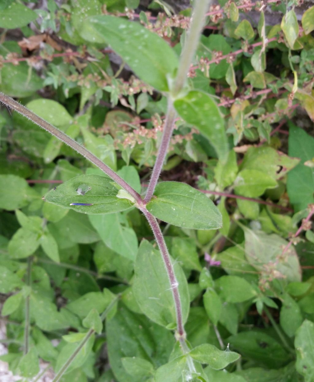 Silene dioica